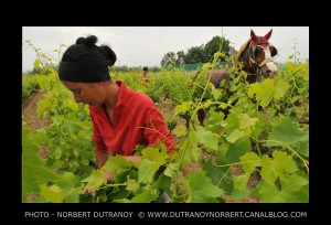 Hélène et Catherine Thibon vigneronnes en Ardèche